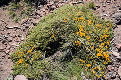 Anarthrophyllum burkartii