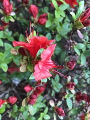 Rhododendron simsii