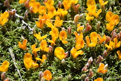 Anarthrophyllum burkartii