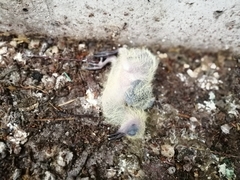 Columba livia