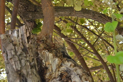 Ctenosaura melanosterna