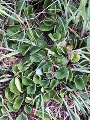 Dichondra donelliana