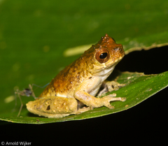 Dendropsophus kamagarini