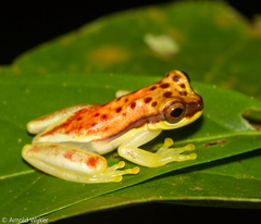 Dendropsophus rhodopeplus