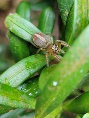 Yaginumaella lobata