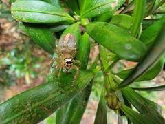 Yaginumaella lobata