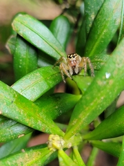 Yaginumaella lobata