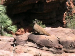 Petrophassa albipennis