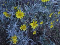 Senecio mairetianus