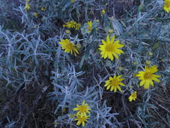 Senecio mairetianus