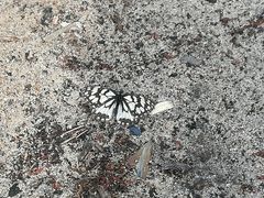 Melanargia ines