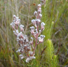 Spatalla propinqua