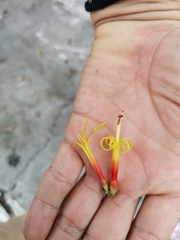 Psittacanthus cucullaris