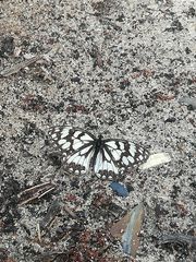 Melanargia ines