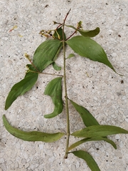 Psittacanthus cucullaris