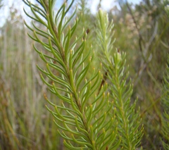 Spatalla propinqua