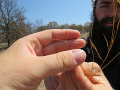 Aristida tuberculosa