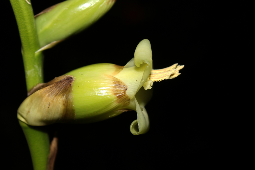 Werauhia gigantea