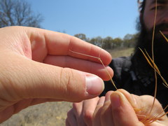 Aristida tuberculosa