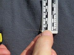 Aristida tuberculosa