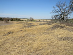 Aristida tuberculosa