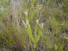 Spatalla propinqua