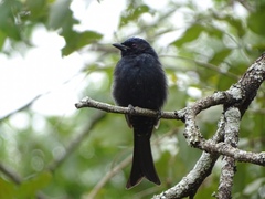 Dicrurus adsimilis fugax