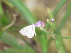 Zizula hylax pygmaea