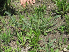 Astragalus tennesseensis