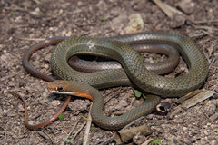Masticophis schotti ruthveni