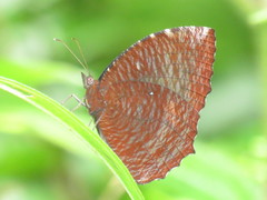 Elymnias hypermnestra beatrice