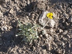 Tetraneuris argentea