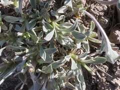 Tetraneuris argentea