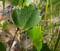 Pelargonium setulosum