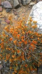 Anabasis brevifolia