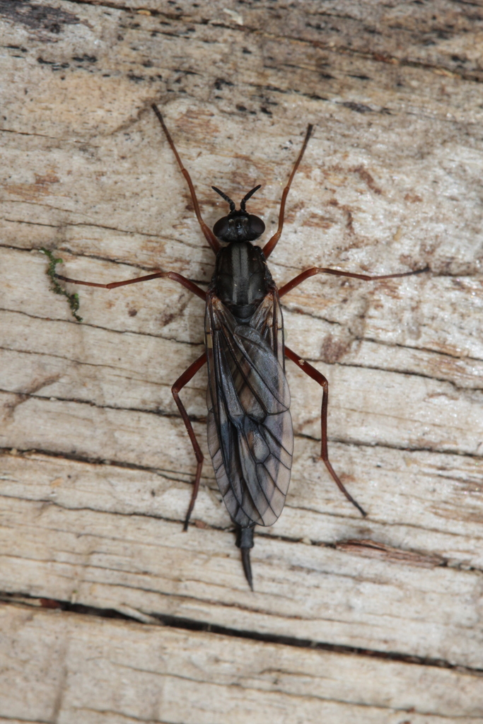 Red-belted Awl-fly