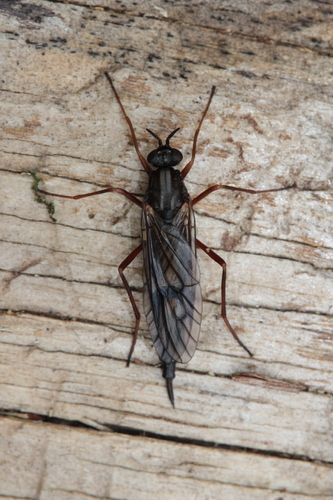 Red-belted Awl-fly
