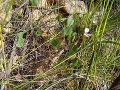 Pelargonium setulosum
