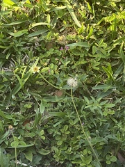 Tridax procumbens image