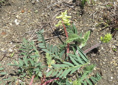 Astragalus tennesseensis