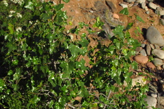 Vasconcellea chilensis