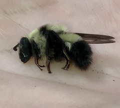 Criorhina