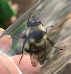 Criorhina