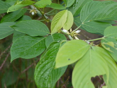 Dendrolobium triangulare