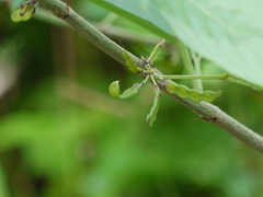 Dendrolobium triangulare