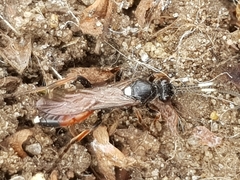 Ichneumon extensorius