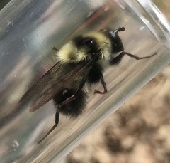 Criorhina