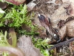 Ichneumon extensorius