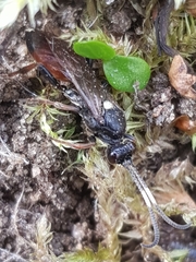 Ichneumon extensorius