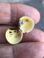 Laevicardium mortoni